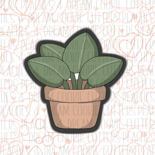 Cute Plant